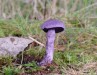 pavučinec fialový (Houby), Cortinarius violaceus (Fungi)